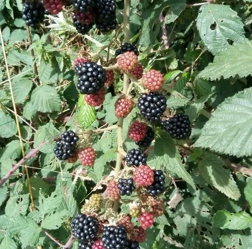 Bed & Breakfast La Cour D'enchere Saint-Palais (Allier)